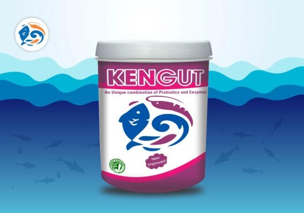 KENGUT[500 Grams]